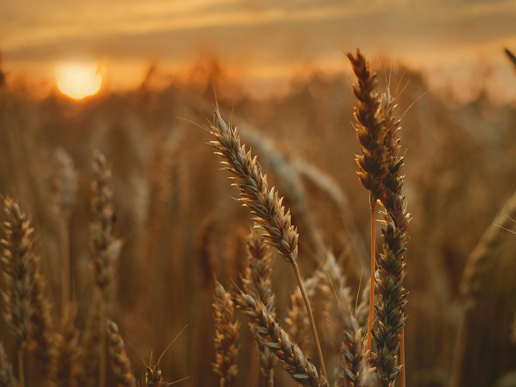 Épi de blé devant un levé de soleil